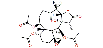 Robustolide F